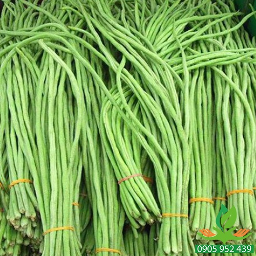 HẠT GIỐNG ĐẬU ĐŨA NGỌT CAO SẢN gói 20g