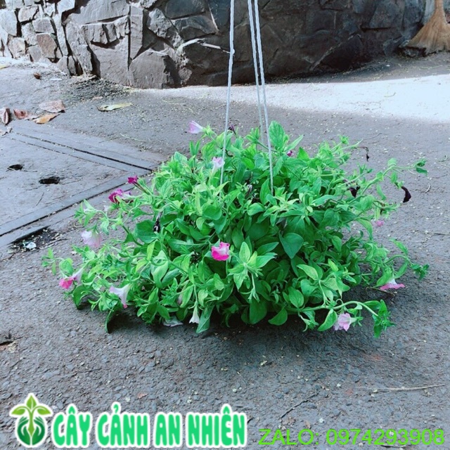Chậu Hoa Dạ Yến Thảo