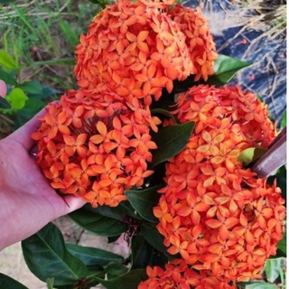 (1 chậu) Cây bông trang cam pháp, lá trung, hoa to (hoa mẫu đơn) - cao 45-80cm
