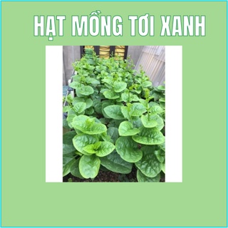 Hạt giống rau mồng tơi xanh _30 hạt