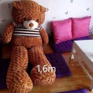 Gấu  teddy 1m6