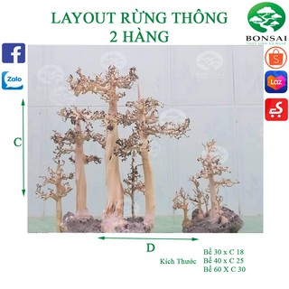 Layout Rừng Thông | Trang Trí Bể Cá Thủy Sinh |