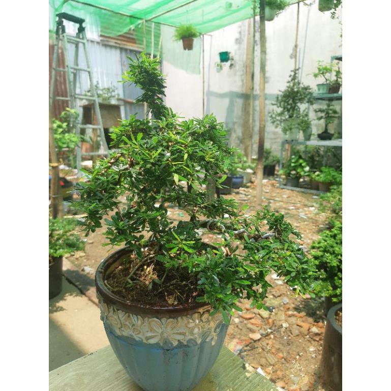 linh sam bonsai mini TẶNG CHẬU