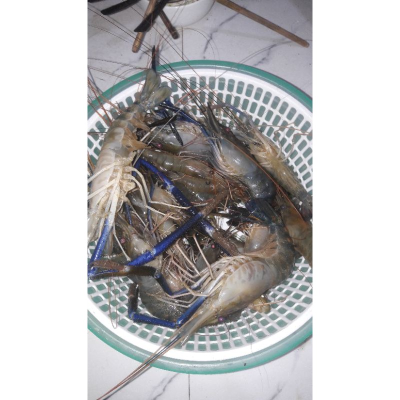 LƯỠI CÂU TÔM PIONER SIÊU NHẠI SỐ 3