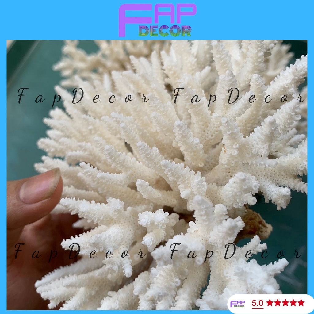 SAN HÔ BÔNG RẠN PHONG THỦY LOẠI LỚN ĐẸP TRANG TRÍ BỂ CÁ THỦY SINH DECOR NHÀ - FAPDECOR