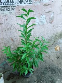 Cây Lá Vối