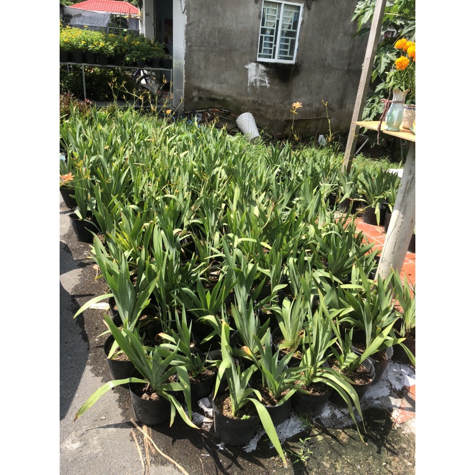 Xạ can  chữa viêm họng