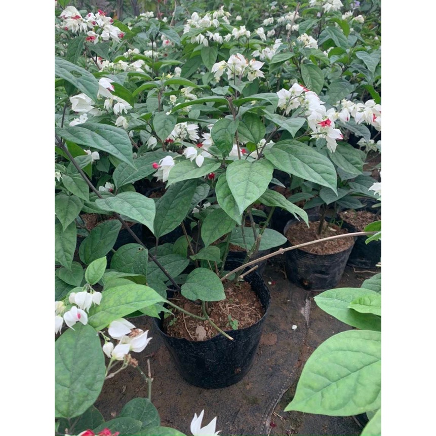 Cây Ngọc Nữ Cao 35-40cm Hoa Đẹp Nở Quanh Năm Trang Trí Sân vườn