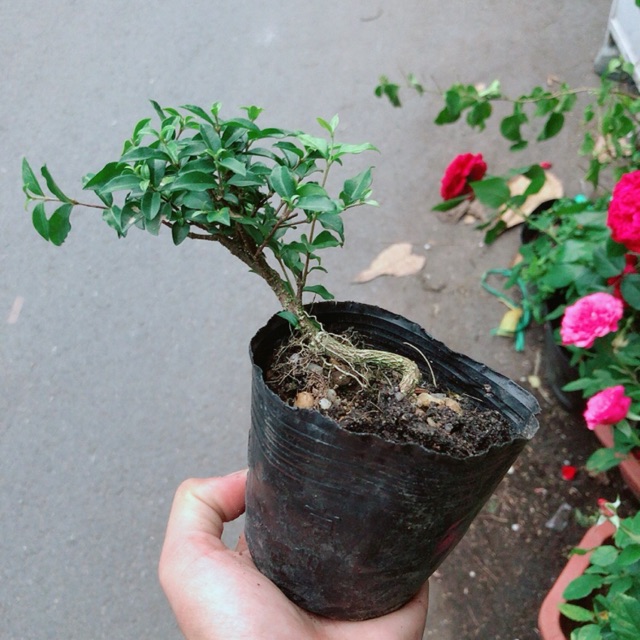 Cây Hồng Ngọc Mai Bonsai Mini