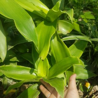 Cây lược vàng
