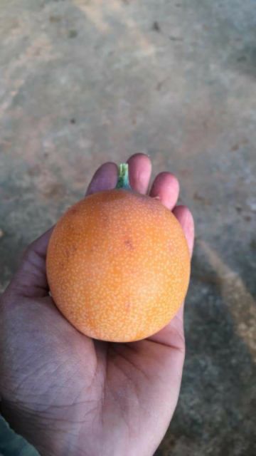 🍋 Chanh dây ngọt Colombia trái vàng