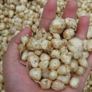 Hành tăm nghệ an 1 kg