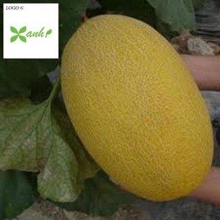 Hạt Giống Dưa Lưới Lõi Vàng Oval  (10 hạt)