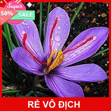 [Hot]-NHỤY HOA NGHỆ TÂY