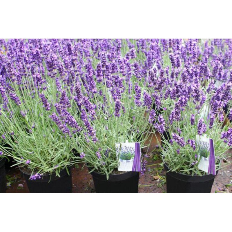 [100 hạt ] Hạt giống Hoa Oải Hương (Lavender) Loài Hoa Của Tình Yêu