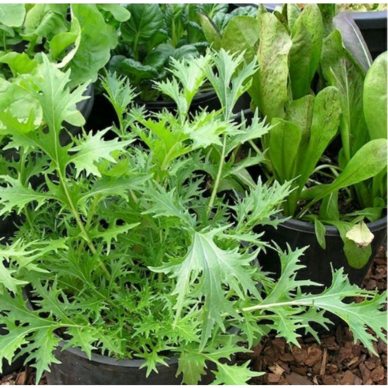 Hạt giống rau thơm Wild Rocket
