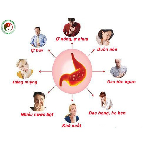 Lá Dạ Dày Dân Tộc Dao Giúp Tiêu Hóa Tốt Giúp Ăn Ngon Giảm Đầy Bụng