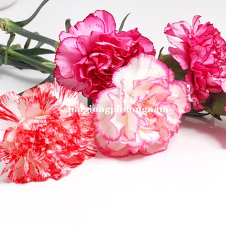 100H - HẠT GIỐNG HOA CẨM CHƯỚNG KÉP MIX