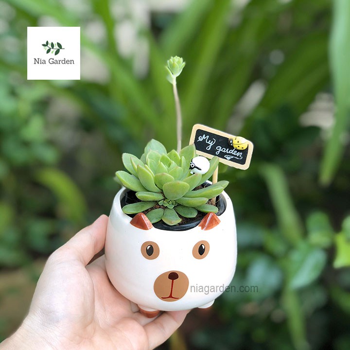 Chậu thú bằng sứ trồng sen đá cây mini để bàn Nia Garden N4