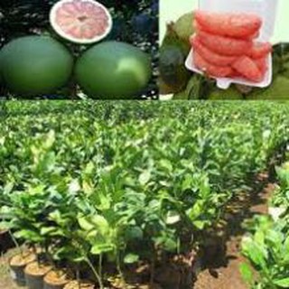cây bưởi da xanh miền Bắc + Tặng 01 cây dâu da đất ( bòn bon)