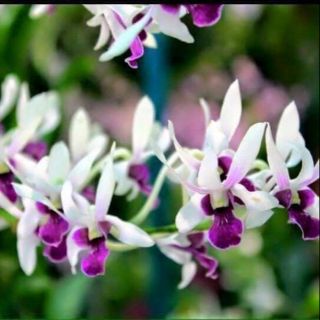 Hoa lan đenro nắng rô boet