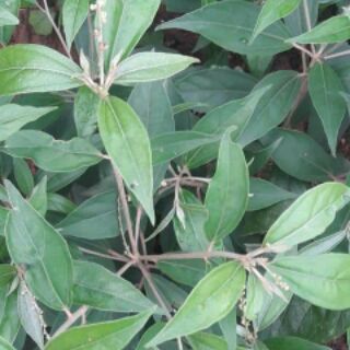 Lá tắm thảo mộc 100g