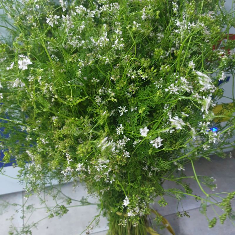 Cây ngò già, cây mùi già tắm ngày tết nấu ăn, nấu sâm,