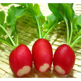 Hạt giống củ cải đỏ tròn mini
