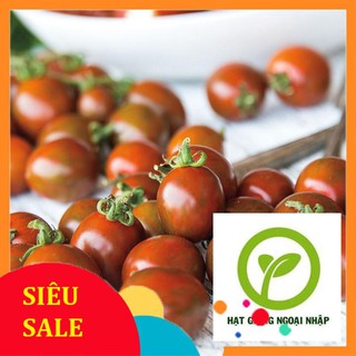 hạt giống cà chua sô cô la HG72 HAT F1