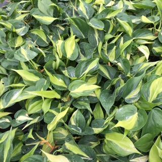 Trầu bà sọc vàng Brazil