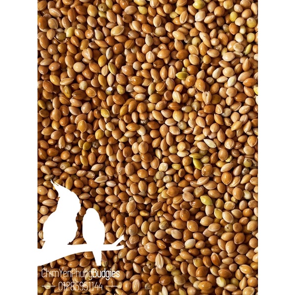 1 bao 25kg Kê bóng vàng  - Thức ăn: Yến Phụng • Sóc • Gà Kiểng • Cu Gáy..