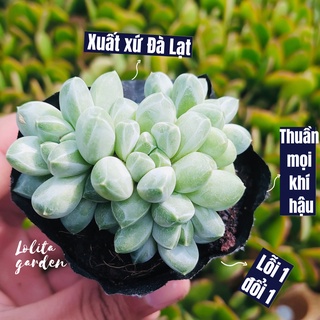 Sen đá kim cương trắng bụi Đà Lạt size bé cây cảnh trang trí nhà cửa Lolita garden