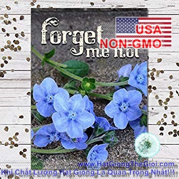 150h Hạt Giống Hoa Lưu Ly Forget Me Not (C1.202| B9*V45)