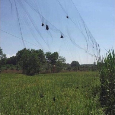 Lưới chim 6cm cao 5m dài 10m 20m 30m 40m lưới tàng hình hàng Thái Lan bắt các loại cu gáy + cò vạc + các loại chim