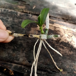 thanh lý ki lan phi điệp tím (dọn vườn)