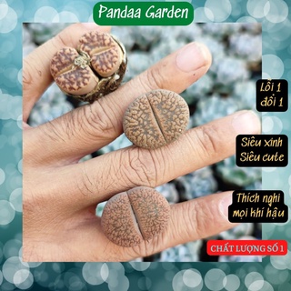 Sen Mông Lithop Size 1,5-2cm Siêu Cute Giống Mới, Hàng Nhổ 1 Cây, Sen Đá Vườn PANDAA GARDEN Cực Xinh, Lỗi 1 Đổi 1
