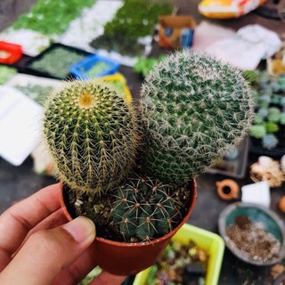 Combo 3 cây xương rồng cao cấp ( gửi cây ngẫu nhiên khác nhau )