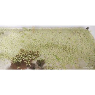 bèo tấm bèo cám thủy sinh hồ cá tép cảnh