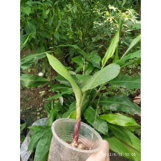 Ngải bún cây giống