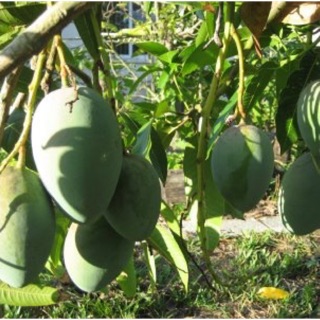 CÂY GIỐNG XOÀI TƯỢNG