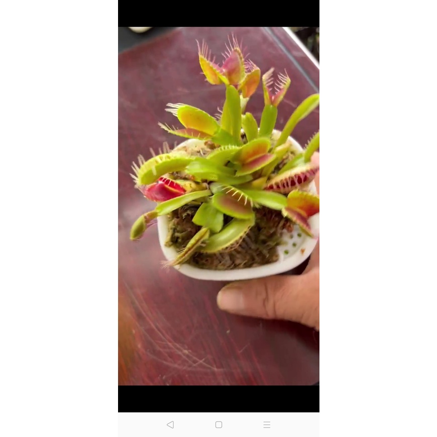 Chậu cây bẫy kẹp bắt mồi - Venus Flytrap