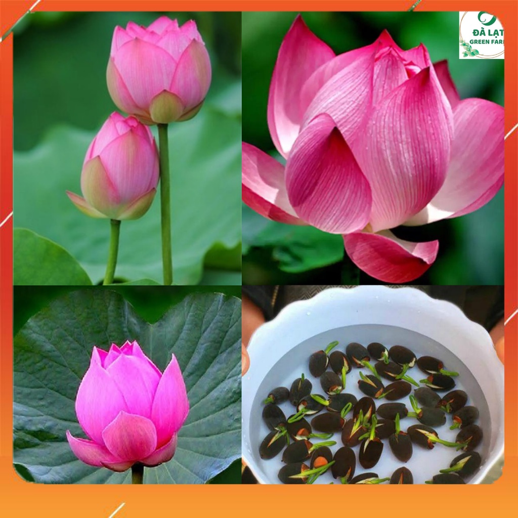 🌷10H_HẠT GIỐNG SEN TA (TÚI ZIP)🌷