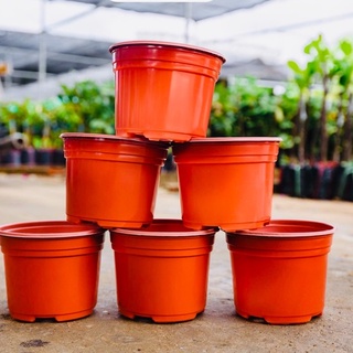 Chậu trồng cây sen đá kích thước 105x80mm chậu nhựa trồng cây sen đá chuyên nghiệp tiện lợi độ bền cao