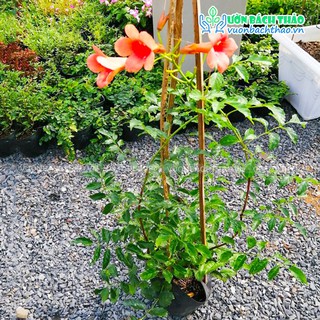 Dây đăng tiêu trồng leo giàn