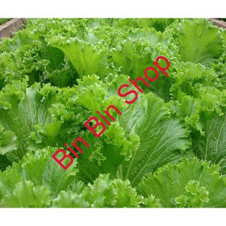 HẠT GIỐNG CẢI BẸ MÀO GÀ