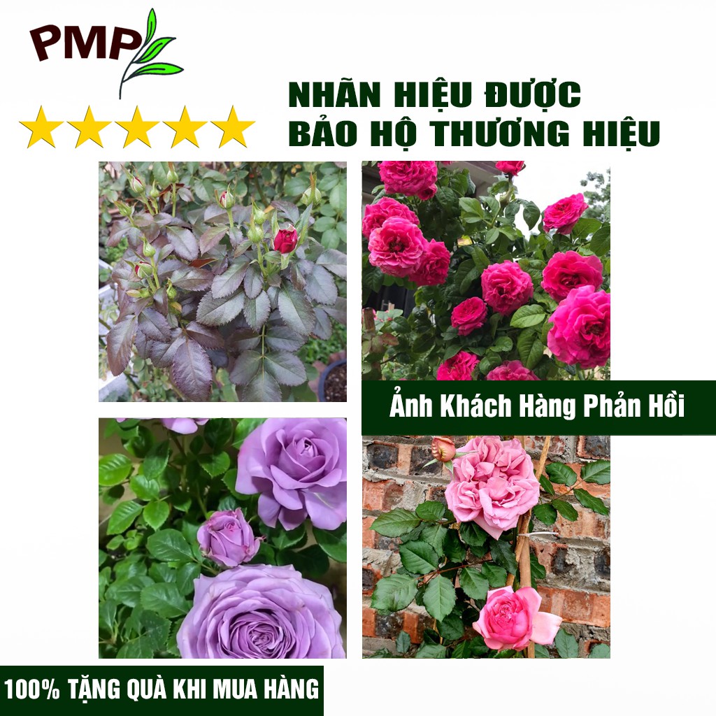 Combo Phân Hữu Cơ Super Probio Vi Sinh &amp; Giá Thể Bã Mía SUMI PMP Dùng Cho Hoa Hồng, Rau Sạch, Cây Cảnh