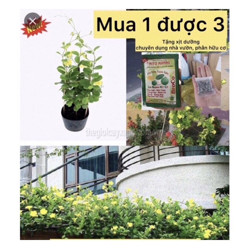 caykiengsadec cây hoa huỳnh đệ + tặng phân bón-hoa kiểng lá-trang trí nội thất cảnh quan sân vườn ngoài trời