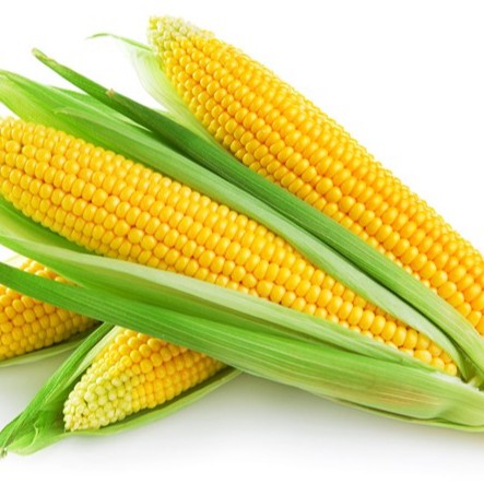 Hạt Giống Bắp Mỹ F1 (Sieu Lợi Nhuận) gói 5gr