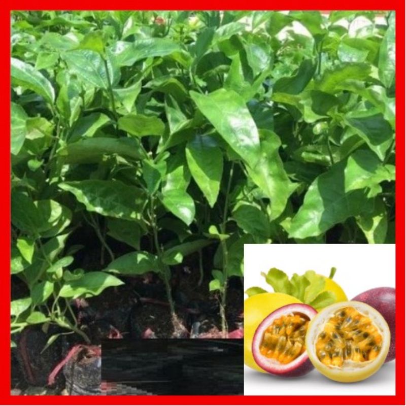 Cây giống chanh leo tím và vàng
