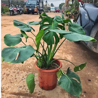 Cây trầu bà Nam Mỹ lá xẻ, trầu bà monstera [ SIZE TO ]  cao 45cm lá xanh bóng, trang trí nội thất